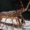 Cliquez ici pour voir l'image (crustace_langouste_1300.JPG)