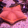 Cliquez ici pour voir l'image (echinoderme_etoile_pentagonale_1126.JPG)