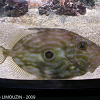 Cliquez ici pour voir l'image (poisson_saint_pierre_1270.JPG)
