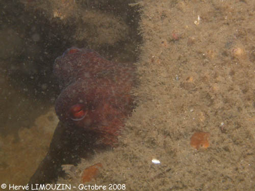 p1224_08_mollusque_poulpe