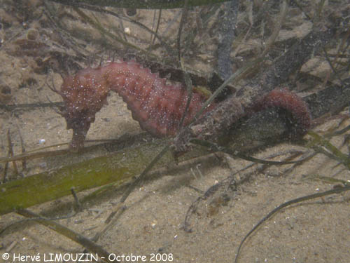 p1226_03_poisson_hippocampe