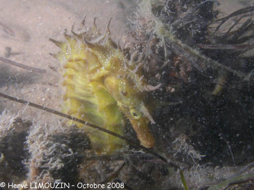 p1226_06_poisson_hippocampe_jaune