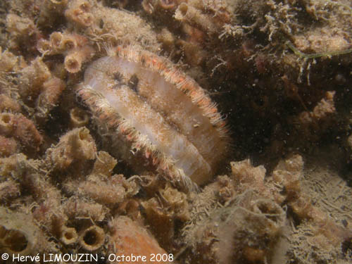p1226_28_mollusque_bivalve_petoncle