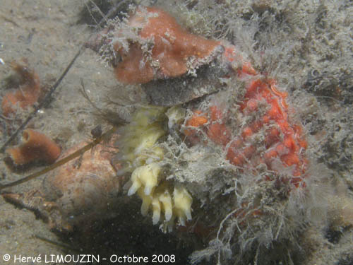 p1226_31_mollusque_rocher_facie_ponte