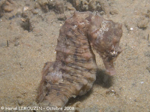 p1226_36_poisson_hippocampe