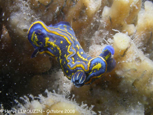 p1226_46_mollusque_nudibranche_doris_cantabrique