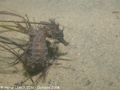 p1226_96_poisson_hippocampe