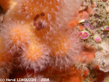 p1181_07_mollusque_ponte_simnie_jaune_alcyon