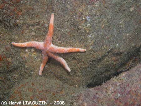 p1182_20_echinoderme_etoile_cuir