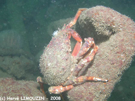 p1182_22_crustace_araignee_de_mer