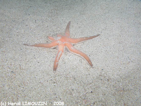 p1183_01_echinoderme_etoile_luidia