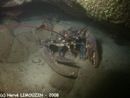 p1183_03_crustace_2homard_geant