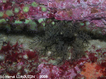 p1183_06_echinoderme_cornichon_leche_doigts