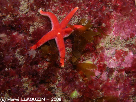 p1183_08_echinoderme_etoile_cuir