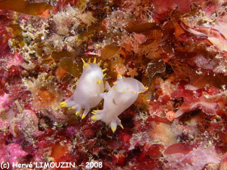 p1183_09_mollusque_nudibranche_polycera_couple