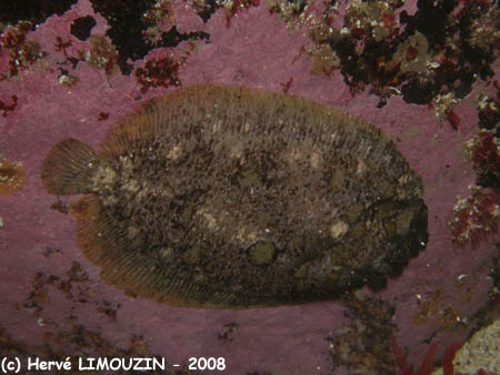 p1183_13_poisson_targeur
