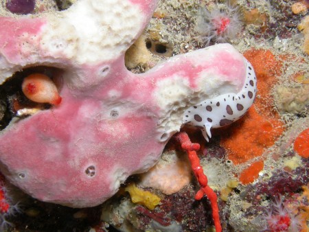 p1249 14 mollusque doris dalmatien repas eponge pierre