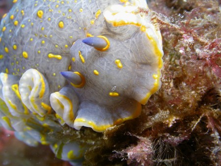 p1249 29 mollusque nudibranche doris geant
