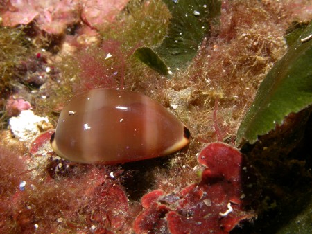 p1254 29 mollusque porcelaine
