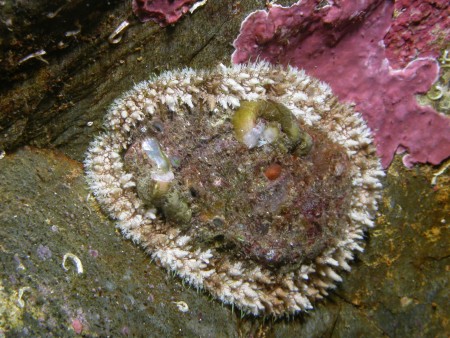 p1254 62 mollusque ormeau