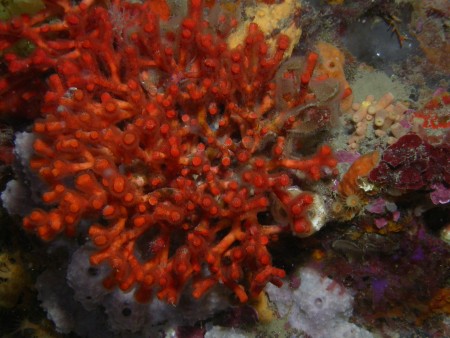 p1256 43 bryozoaire faux corail