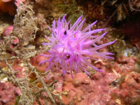 p1256 48 mollusque nudibranche flabeline mauve