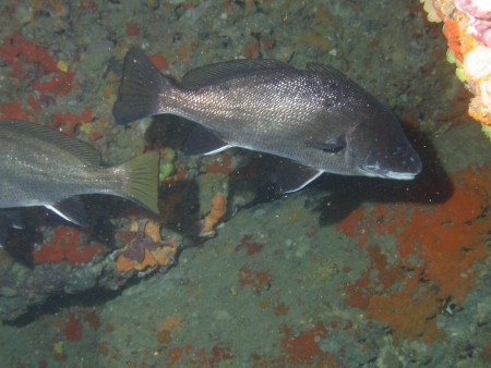p1256 59 poisson corb