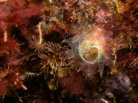 p1257 11 cnidaire anemone madrepore 