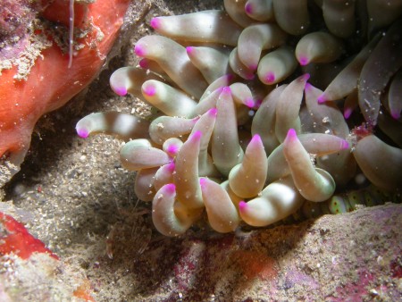 p1260 22 cnidaire anemone charnue crustace crevette amthyste