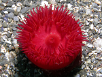 Cliquez ici pour voir l'image (p1252_17_cnidaire_anepone_actinie_rouge.jpg)