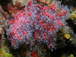 Cliquez ici pour voir l'image (p1255_26_octocoralliaire_corail_rouge.jpg)