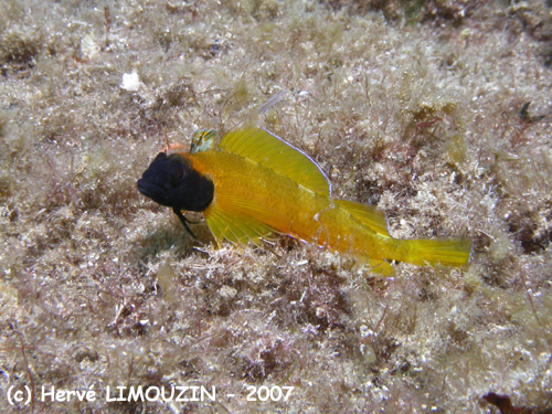 p1046_53_poisson_tripterygion_jaune