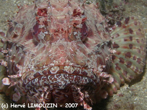 p1048_18_poisson_rascasse_chapon