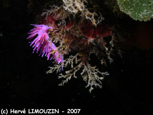 p1048_38_mollusque_nudibranche_coryphelle_mauve