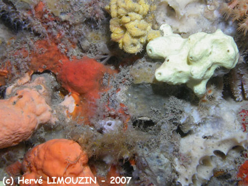 p1049_10_eponge_