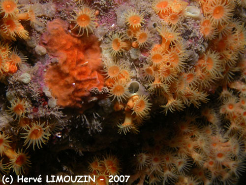 p1049_38_bryozoaire_celepore_cnidaire_anemone_parazoanthus
