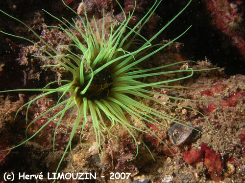p1050_19_cnidaire_anemone_cerianthe_jaune