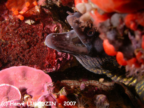 p1050_41_poisson_murene