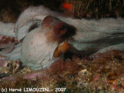 p1050_44_mollusque_poulpe