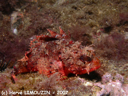 p1051_04_poisson_rascasse