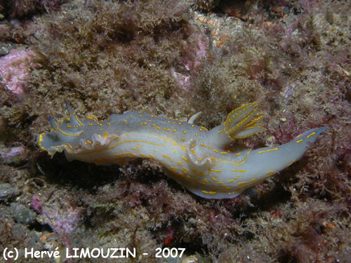 p1051_08_mollusque_nudibranche_doris_geant