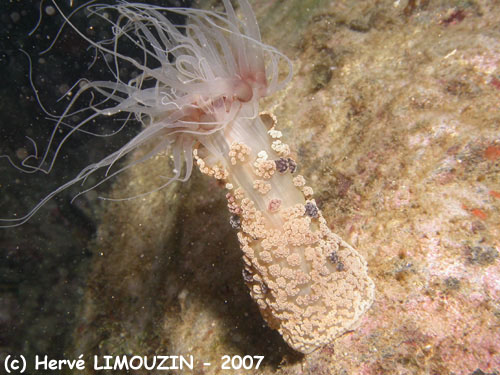 p1052_04_cnidaire_anemone_alicia_mirabilis_nuit