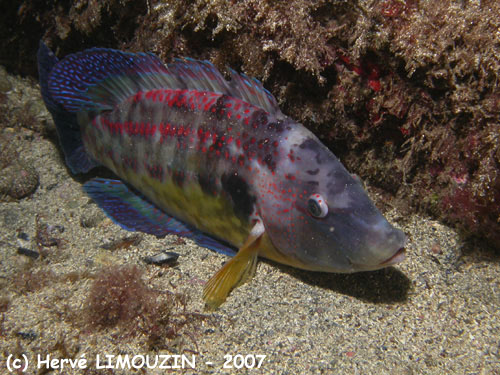 p1052_23_poisson_crenilabre_paon