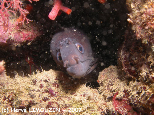 p1053_26_poisson_murene