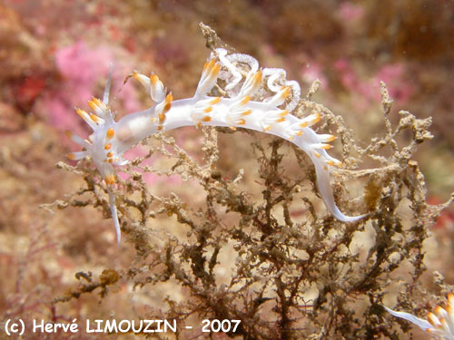 p1053_32_mollusque_nudibranche_flabelline_blanche_ponte
