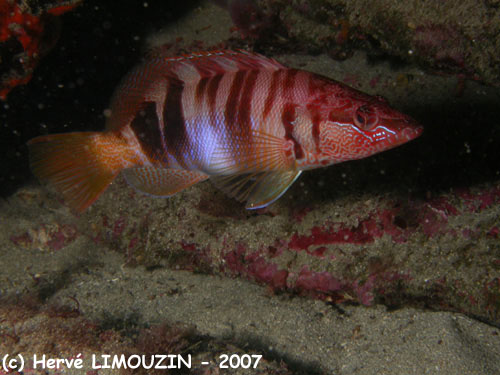 p1053_35_poisson_serran_ecriture