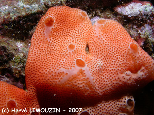 p1054_19_synascidie_diplosoma_sp