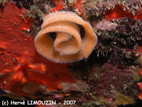 p1054_21_mollusque_ponte_nudibranche