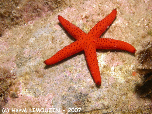 p1054_23_echinoderme_etoile_de_mer_rouge