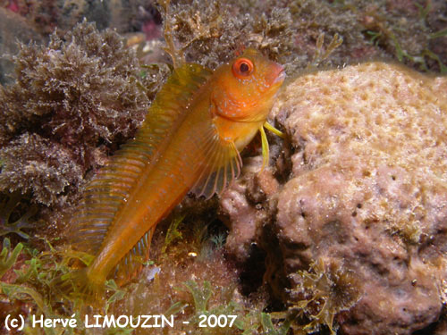 p1054_44_poisson_blennie_pilicorne_jaune